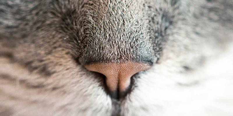 超越目录：如何以思想领导力与Supplier Directory重塑B2B电商格局